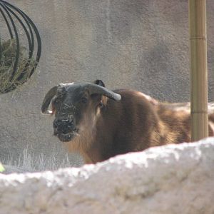 African Forest Buffalo