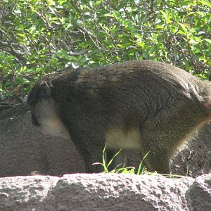 Allen's Swamp Monkey