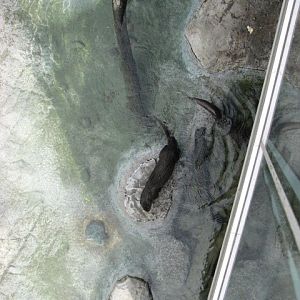 Spotted-necked Otter