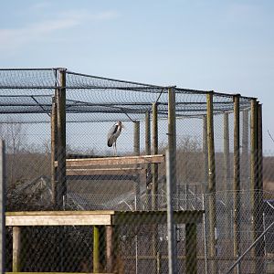 Marabou stork : Hamerton : 08 Feb 2015