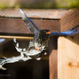 Red-billed blue magpie : Hamerton : 08 Feb 2015