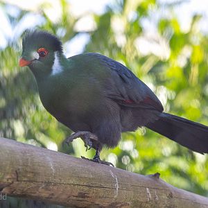 White-cheeked turaco : Hamerton : 08 Feb 2015