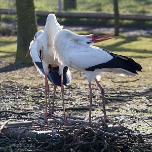 White stork : Hamerton : 08 Feb 2015