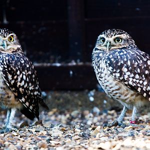 Burrowing owl : Hamerton : 08 Feb 2015