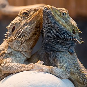 Bearded lizard : Hamerton : 08 Feb 2015