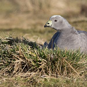 Cereopsis / Cape Barren goose : Hamerton : 08 Feb 2015