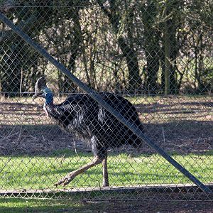 Southern cassowary : Hamerton : 08 Feb 2015