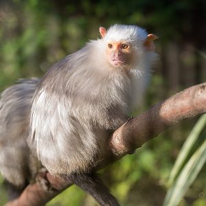 Silvery marmoset : Hamerton : 08 Feb 2015
