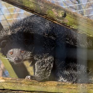 Binturong : Hamerton : 08 Feb 2015