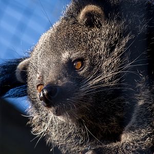 Binturong : Hamerton : 08 Feb 2015