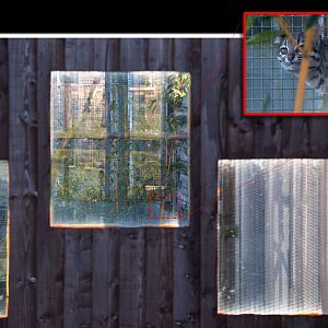 Oncilla (exhibit) : Hamerton : 08 Feb 2015