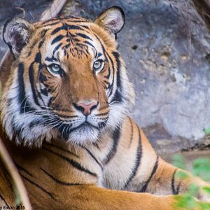 Connor in his temporary exhibit