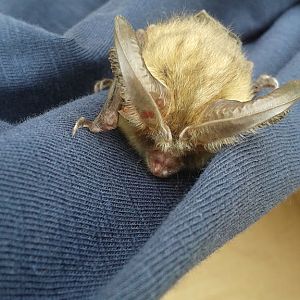 Brown Long Eared Bat