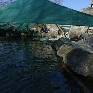 Penguin / seal enclosure