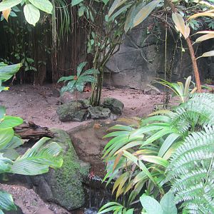 Burgers' Bush - Red-footed tortoise enclosure