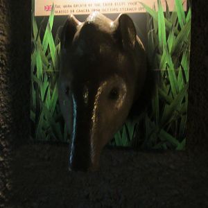 Burgers' Bush - Tapir hand dryer