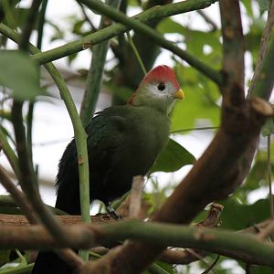 Burgers' Bush - Red-crested turaco
