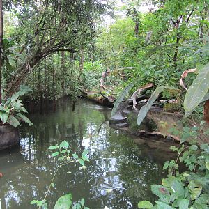 Burgers' Bush - River
