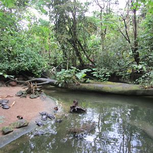Burgers' Bush - Capibara beach