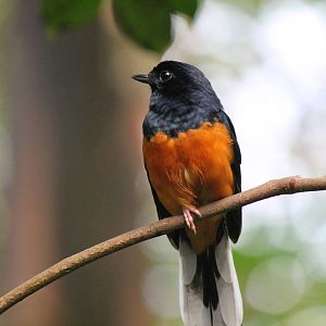 Burgers' Bush - White-rumped shama