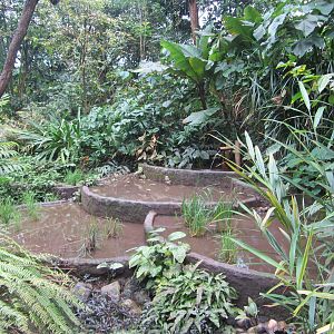 Burgers' Bush - Rice field