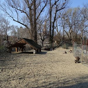Western grey kangaroo enclosure