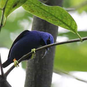 Burgers' Bush - Shining honeycreeper