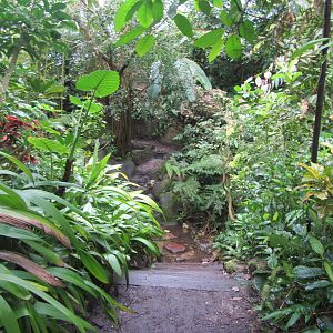 Burgers' Bush - Junglepath