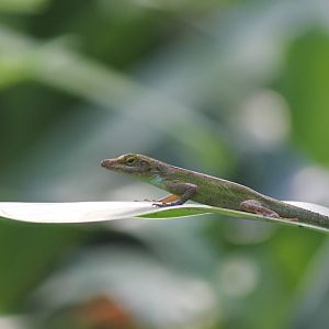 Burgers' Bush - Guadeloupean anole