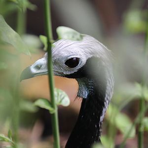 Burgers' Bush - Gray's blue-throated piping guan