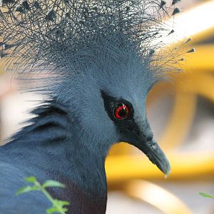 Burgers' Bush - Victoria crowned pigeon
