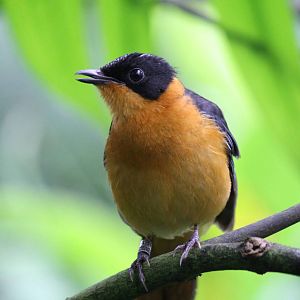 Burgers' Bush - Snowy-crowned robin-chat