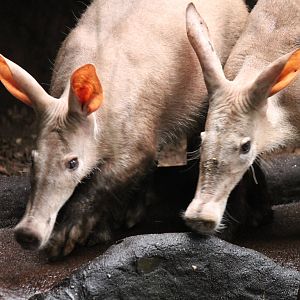 Burgers' Bush - Aardvarks