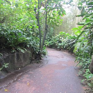 Burgers' Bush - Caiman part