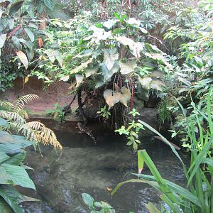 Burgers' Bush - Caiman enclosure