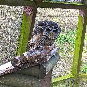 Chaco/Rufous-legged Owl