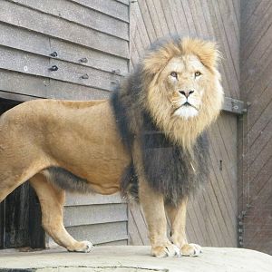 The king of colchester