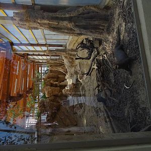 Giant otters indoor enclosure