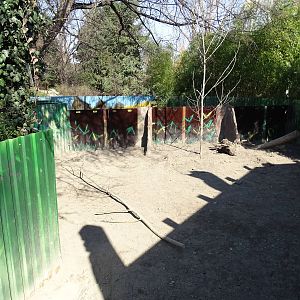 Wombat outdoors enclosure
