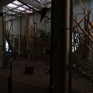 Southeast Asia house - lorikeets