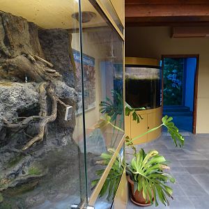 Wetlands house - fire salamanders