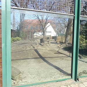 Lion outdoors enclosure