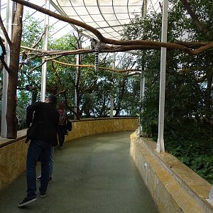 Madagascar house; ringtailed lemur indoors