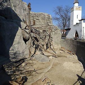 Barbary sheep and Hymadryas baboon enclosure