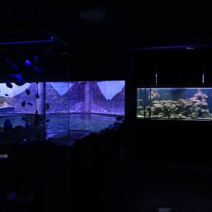 Magic Mountain - stingray enclosure