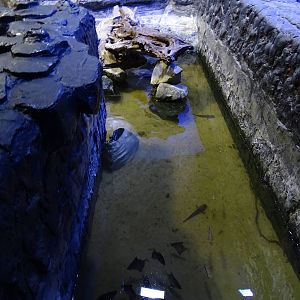 Magic Mountain - mudskipper / archerfish enclosure