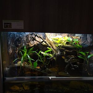 Magic Mountain - Freshwater crab