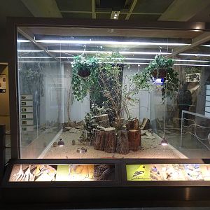 Magic Mountain - Quil, zebra finch and tortoises