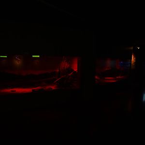 Magic Mountain - Greater jerboas