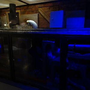 Magic Mountain - Rats